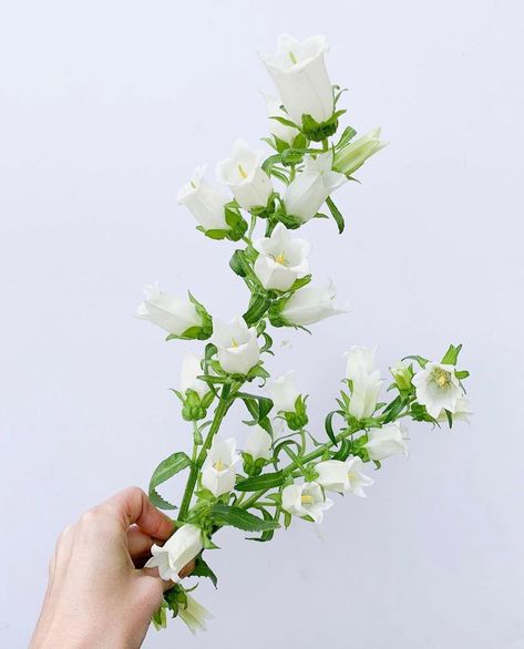 Mayesh Wholesale Florist on Instagram: “White campanula is just the sweetest! Anyone planing on using these cuties in your Valentine’s Day designs? 📸 @juniperjasminedesigns…” White Canterbury Bells, Campanula Bouquet, Borthwick Castle, White Filler Flowers, White Campanula, White Bell Flowers, Campanula Flowers, Flower Library, Dutch Flowers