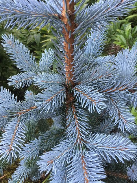 Picea pungens hoopsii, our garden July 2017 Picea Pungens, Pine Tree, Blue And Silver, Container Gardening, Plant Leaves, Plants