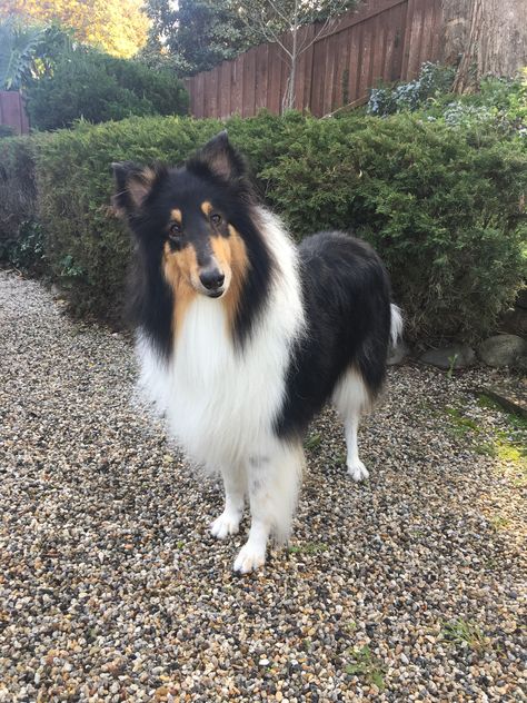 Rough Collie Service Dog, Dog Apocalypse, Rough Collies, Therapy Dog, Real Dog, Dream Dog, Rough Collie, Collie Dog, Shetland Sheepdog