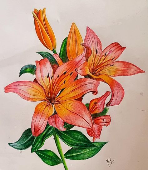 Flowers, pencil sketching, art, colourful Colour Pencil Shading Flowers, Flower Art Colored Pencil, Lily Flower Drawing Color Pencil, Colour Pencil Art Flowers, Colour Pencil Flower Art, Flower Drawing With Pencil Colour, Flower Sketch Color, Flower Coloured Pencil Drawing, Pencil Art Colour