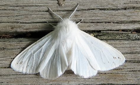 Close up of white moth - nature Moth Close Up, White Fluffy Moth, White Moth Aesthetic, White Moth Tattoo, Fuzzy Moth, Moth Photography, Moth Photo, White Moths, Tattoo Papillon