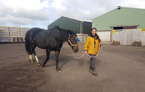 Leading a horse: teaching your horse to lead politely | Horse & Hound Dressage Coats, Stable Management, Endurance Riding, Turnout Rug, Equestrian Helmets, Horse Info, Equestrian Helmet, Farm Lifestyle, Types Of Horses