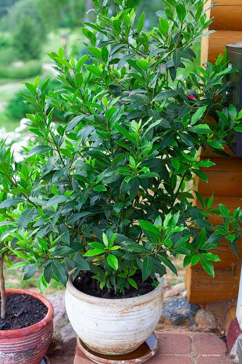 If you are growing bay laurel, there may come a time when you need to transplant it to a new location in the garden or to a bigger container. Learn how and when to transplant your bay laurel tree now with this guide on Gardener's Path. #baylaurel #herbgarden #gardenerspath Bay Laurel Plant, Bay Tree In Pot, Bay Trees In Pots, Laurel Plant, Bay Laurel Tree, Bay Trees, Bay Laurel, Laurel Tree, Bay Tree