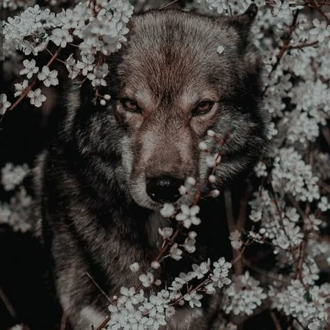 * ╱ 𝒊 𝒍𝒊𝒗𝒆𝒅 𝒊𝒏 𝒇𝒐𝒓𝒌𝒔 . Danika Fendyr, Werewolf Aesthetic, Medieval Aesthetic, Wolf Photography, Royalty Aesthetic, A Wolf, Crescent City, Fantasy Aesthetic, Jolie Photo