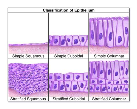 Epithelium — Functions and Types of Epithelial Tissue | Lecturio Types Of Epithelial Tissue, Epithelial Tissue, Tissue Biology, Spaced Repetition, Basic Anatomy, Anatomy Quotes, Basic Anatomy And Physiology, Vet Medicine, Tissue Types