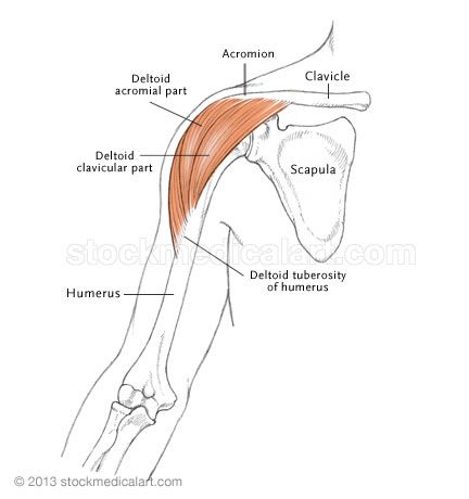 deltoid muscle Deltoid Muscle Anatomy, Deltoid Muscle Drawing, Latissimus Dorsi Anatomy, Upper Limb Muscles Anatomy, Deltoid Muscle, Upper Limb Muscles Origin Insertion, Labeled Muscle Diagram, Muscle Diagram, Art Library