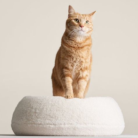 10 Modern Cat Beds That Won’t Clash With Your Decor - Dwell Modern Cat Bed, Wooden Cat House, Modern Cat Furniture, Cat Cushion, Aesthetic Cat, Cat Cave, Cat Beds, Modern Pet, Modern Cat