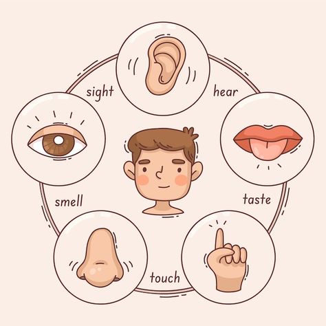 5 senses infographic design | Free Vector #Freepik #freevector #five-senses #senses #explanation #infographic-design 5 Senses Drawing, Five Senses Drawing, Five Senses Illustration, Senses Drawing, The 5 Senses, 3d Wallpaper Cute, Mental Health Activities, The Five Senses, Kindergarten Learning Activities