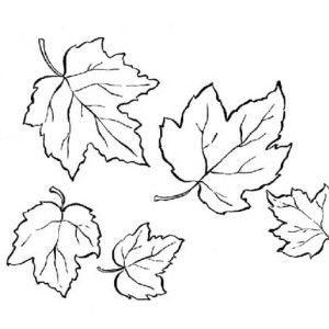 Red Maple Maple Leaf Coloring Page | Kids Play Color Maple Leaf Drawing, Leaves Coloring, Maple Leaf Logo, Leaf Coloring Page, Leaf Outline, Truck Coloring Pages, Leaf Template, Pokemon Coloring Pages, Pokemon Coloring