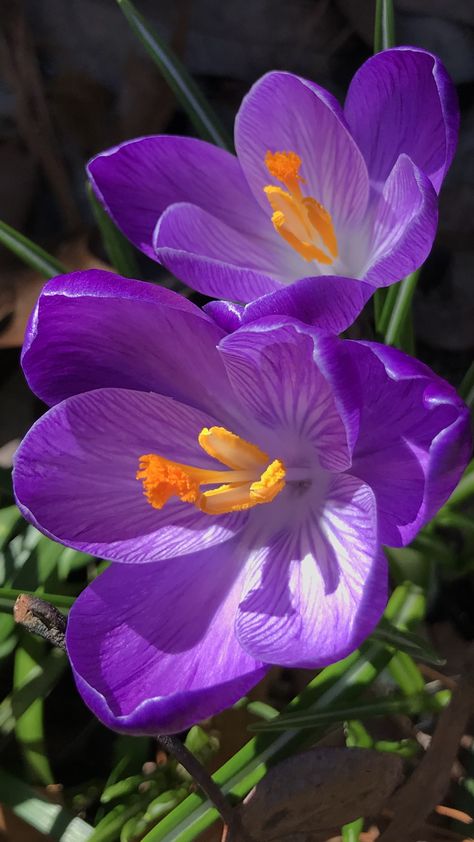 Crocus Bouquet, Macro Flower Photography, Crocus Flowers, Purple Flowers Garden, Macro Photography Flowers, Crocus Flower, Flower Close Up, Macro Flower, Flowers Photography Wallpaper