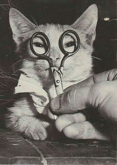 Foujita Tsuguharu, Katt Grejer, Sneaky Cat, Gatos Cool, Söt Katt, Old Cats, Animal Photos, Cat People, Vintage Life