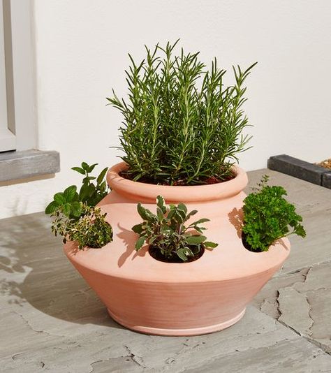 Terracotta Herb Pots, Herb Gardens, Terracotta Plant Pots, Herb Planters, Vertical Gardens, Herb Pots, Terracotta Planter, Growing Herbs, Planting Herbs