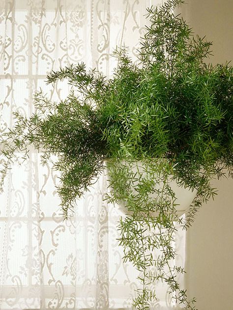 Asparagus fern Get detailed growing information on this plant and hundreds more in BHG's Plant Encyclopedia. Asparagus Fern Care, Ferns Care, Hanging Plants Diy, Asparagus Fern, Hanging Plants Indoor, Plants For Hanging Baskets, Fern Plant, Bathroom Plants, Herbaceous Perennials