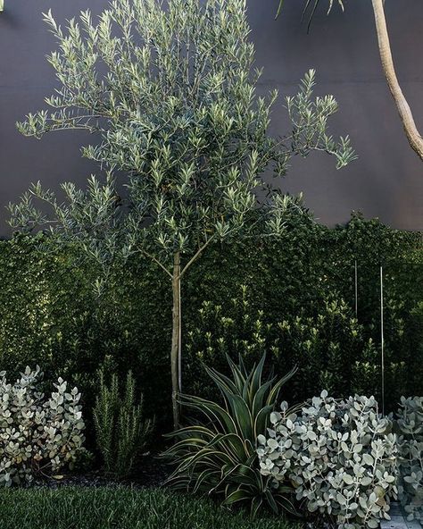 Olive Trees Landscape, Olive Trees Garden, Australian Garden Design, Australian Native Garden, Front Garden Design, Australian Garden, Coastal Gardens, Have Inspiration, Outdoor Gardens Design