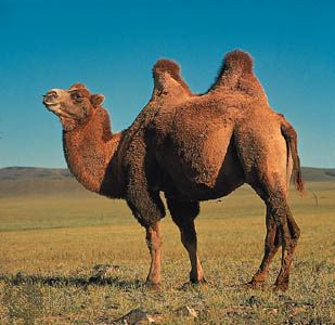 Bactrian Camel, Desert Animals, Facts For Kids, Easy Science, Animal Facts, Science For Kids, Creature Design, 귀여운 동물, Animal Kingdom