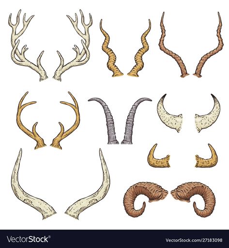 Horn Types, Deer Antlers Drawing, Horns Drawing References, Antler Drawing, Antlers Drawing, Antler Illustration, Cow Elk, Animal Horns, Botanical Flowers Print