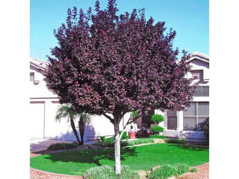 Purple Leaf Flowering Plums | Elk Grove, CA Patch Purple Leaf Plum Tree, Flowering Plum Tree, Leaf Litter, Plum Trees, Trees For Front Yard, Landscaping Trees, Purple Leaves, Live Tree, Plum Tree