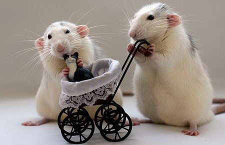 Dumbo Rat, Funny Rats, Funny Mouse, Cute Rats, Pet Rats, Cute Mouse, Hamsters, Funny Animal Pictures, Animals Friends