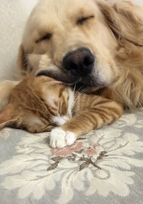 Dog Cuddles, Cat Cuddle, Animals Friendship, Puppies And Kitties, Dog Facts, Kittens And Puppies, Cat Aesthetic, Dog And Cat, Cute Cats And Dogs