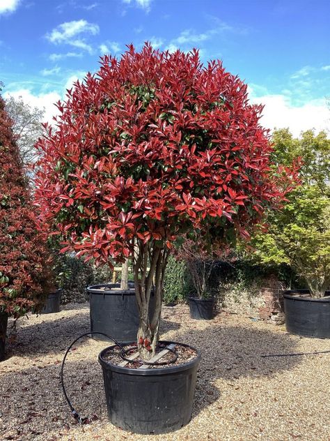 Can Photinia Red Robin Be Grown in Pots? Red Robin Trees In Garden, Red Robin Plant, Photinia Red Robin Trees, Winter Interest Plants, Photinia Tree, Red Robin Hedge, Red Robin Tree, Red Tip Photinia, Photinia Red Robin