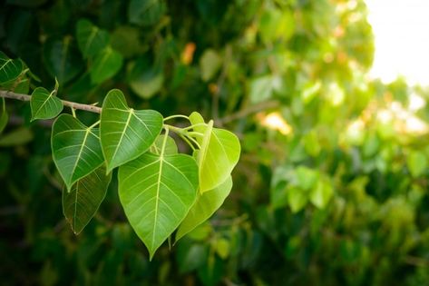 Peepal Leaf, Ficus Religiosa, Peepal Tree, Balcony Herb Gardens, Leaf Structure, Baby Shower Background, Bodhi Tree, Sacred Tree, Ornamental Trees