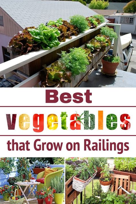 If you are looking for Vegetables that Grow on Railings for your balcony, patio, or deck garden then you'll find this list helpful! Plants On Deck, Apartment Patio Gardens, Balcony Herb Gardens, Deck Railing Planters, Best Vegetables, Deck Planters, Apartment Balcony Garden, Balcony Planters, Vegetable Planters