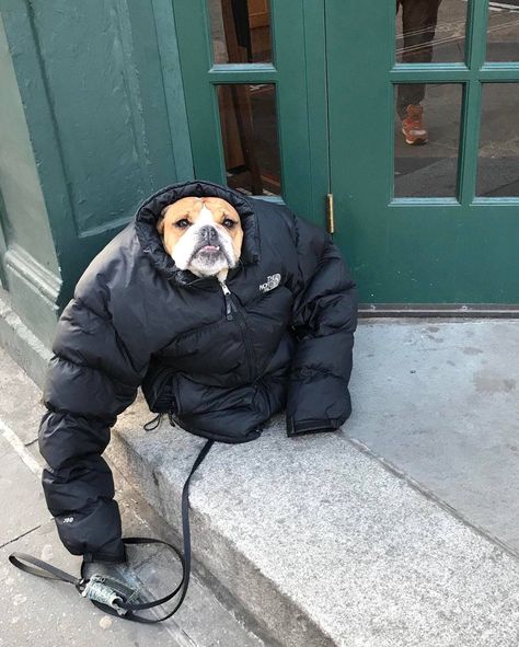 "It was cold so I gave my dog my jacket..." Dump A Day, Memes Br, Funny Dog Videos, Funny Animal Memes, Animal Quotes, Dog Gifs, Funny Animal Pictures, Dog Memes, Funny Animal