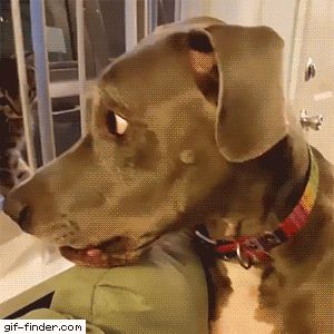 01-funny-gif-263-kitten-smack-dog-face.gif (300×300) Funny Dog Gif, Animal Gifs, Funny Animal Videos, Funny Cute, Animals And Pets, Funny Dogs, Cute Puppies, Animal Pictures, Baby Animals