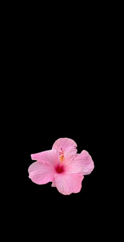 Flower Wallpaper Pink Aesthetic, Cute Tiktok Wallpapers, Hubiskis Flower Wallpaper, Hibiscus Wallpaper Black Background, Hisbusic Flower Wallpaper, Matching Flower Wallpaper, Flower Wallpaper Black Backgrounds, Black Wallpaper With Flowers, Hibiscus Wallpaper Iphone