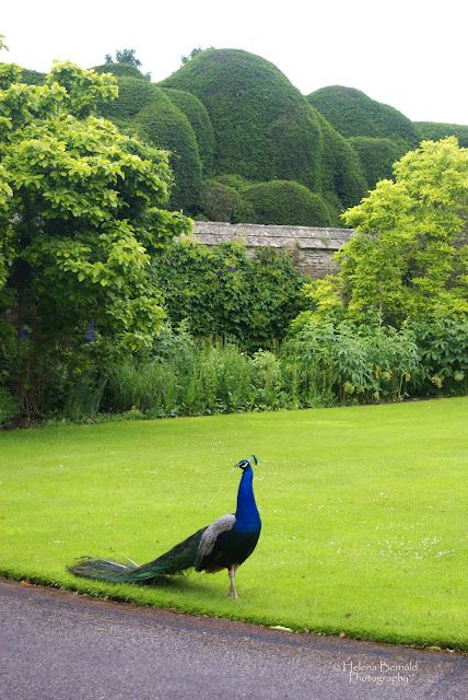 The Swenglish Home Peacock Garden, Wiltshire England, Peacock Wallpaper, Romantic Country, Garden Statue, Tail Feathers, Nature Garden, Garden Pool, Green Garden