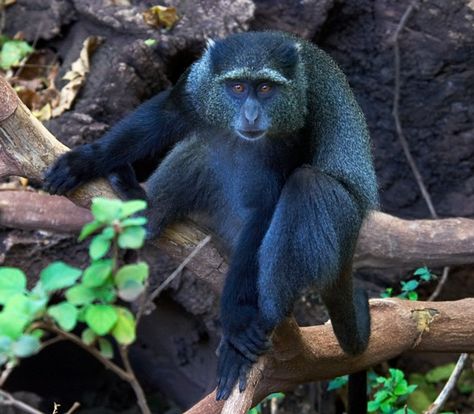 The Blue Monkey is neither blue in color nor melancholy😳 Different Types Of Monkeys, Types Of Monkeys, 1st October, Blue Monkey, Monkey Pictures, Mandrill, Incredible Creatures, Monkey Business, Baboon