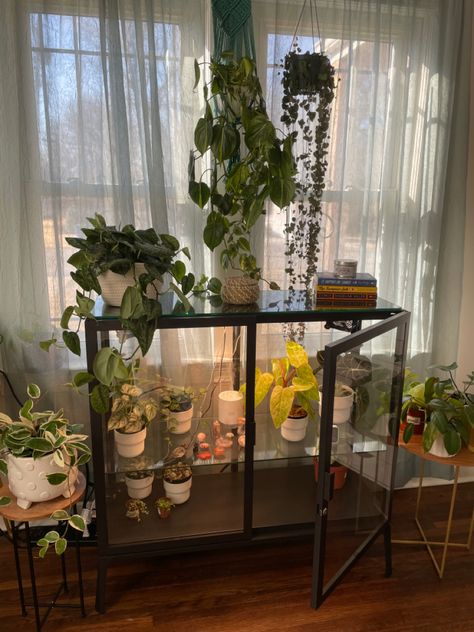 Ikea Milsbo Wide Greenhouse, Philodendron Brandi, Hoya Crimson, Ikea Milsbo, Greenhouse Cabinet, Hoya Mathilde, Plant Storage, Philodendron Brasil, Plant Greenhouse