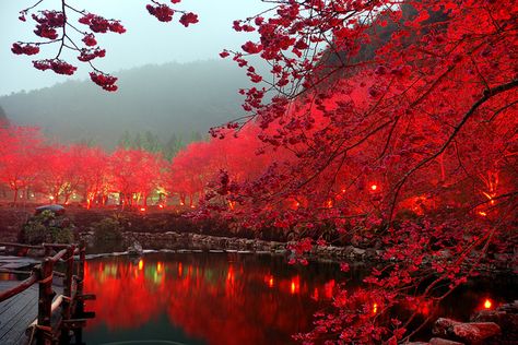 Lighted Red Cherry Blossom Lake, Sakura, Japan Red Cherry, Japan Photo, Nikko, Pretty Places, Places Around The World, Pretty Pictures, Beautiful World, Travel Dreams, Beautiful Landscapes