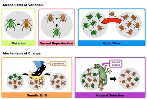 Genetic Drift, Environmental Change, Natural Selection, Genetic, Evolution, The Selection, Science, Nature