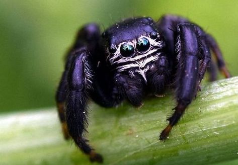 Arachnids Spiders, Spider Face, Weird Insects, Macro Photography Insects, Spider Species, Jumping Spiders, Pet Spider, Cool Bugs, Spider Tattoo