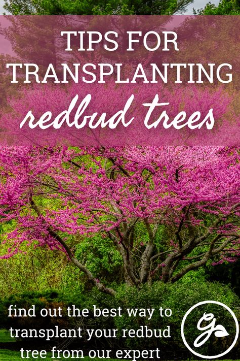 Eastern Redbud Tree Landscapes, Red Bud Trees Landscaping, Redbud Tree Landscaping, Rising Sun Redbud, Cabin Landscaping, Eastern Redbud Tree, Redbud Trees, Tree Transplanting, Yard Trees