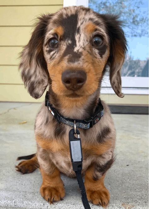 The beautiful dapple dachshund has a unique and colorful coat pattern, read here to know why this dog can sometimes be controversial. Dapple Weiner Dog, Sausage Dog Dapple, Longhaired Dapple Dachshund, Spotted Long Haired Dachshund, Cute Weiner Dogs Puppies, Dapple Daushund, Dachshund Puppies Dapple, Fluffy Dash Hound, Dapple Longhair Dachshund