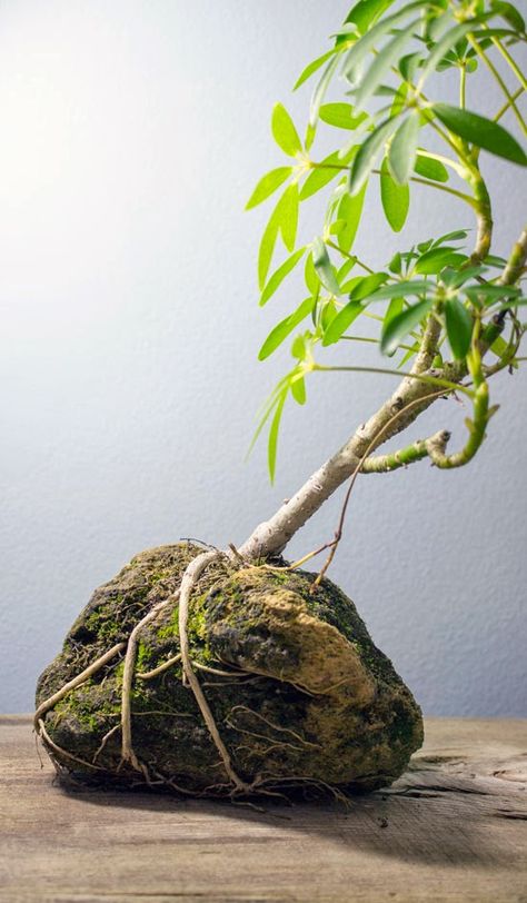 How to plant a banyan tree in a rock! Bonsai Guide, Schefflera Bonsai, Avocado Bonsai, Rainforest Garden, Unusual Planter, String Garden, Indoor Bonsai Tree, Indoor Bonsai, Hanging Plants Indoor