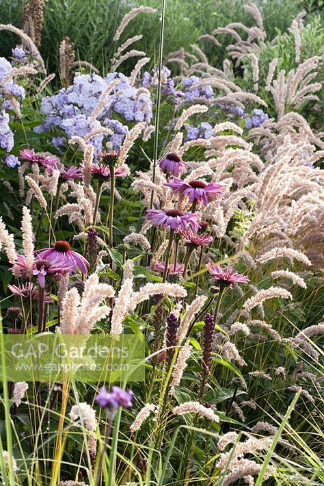 Prairie plantings includes Echinachea purpurea, Phlox paniculata and Melica ciliata, Jan Spruyt Nursery Phlox Landscaping, Gypsophila Garden, Phlox Paniculata, Naturalistic Garden, Prairie Planting, Hillside Garden, Eco Garden, Prairie Garden, Cottage Garden Plants