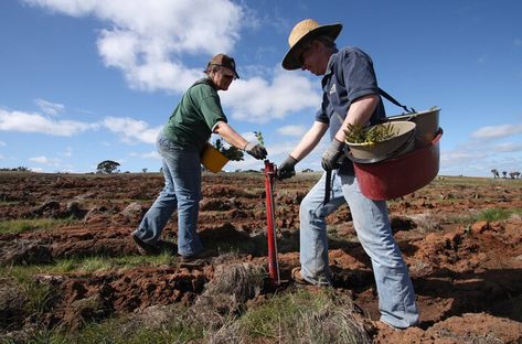 If we do it right, we can replant trees and shrubs to store carbon – and restore biodiversity — The Conversation AU Western University, Planting Shrubs, Replant, Do It Right, Trees And Shrubs, Bring Back, Trees To Plant, Habitat, Do It