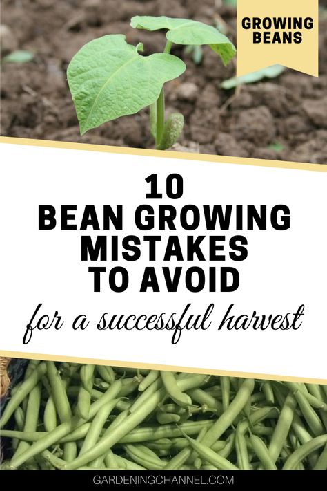 Bean seedling and bean harvest with text overlay growing beans ten bean growing mistakes to avoid for a successful harvest Green Bean Garden Ideas, Bean Garden Ideas, How To Grow Green Beans, Growing Beans In Containers, How To Grow Beans, Best Beans To Grow, Growing Beans In Garden, Green Bean Garden, Green Bean Growing