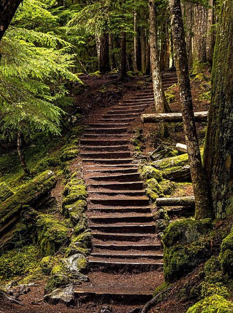 Rustic Walkway, Dence Forest, Forest Stairs, Wooded Backyard Landscape, Forest Yard, Two Birds One Stone, Outside Steps, Resort Plan, Wooded Landscaping