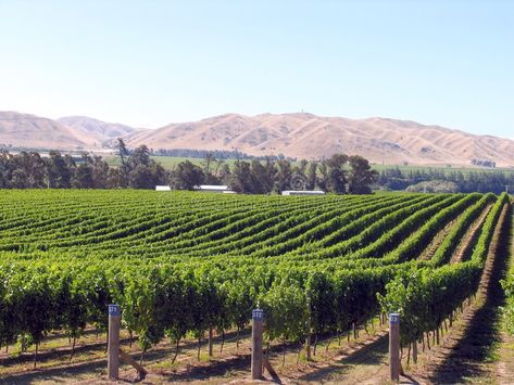 Grape Orchard, Landscaping Images, Urban Planning, Zen Garden, Grapefruit, Tuscany, Grapes, New Zealand, Photo Image