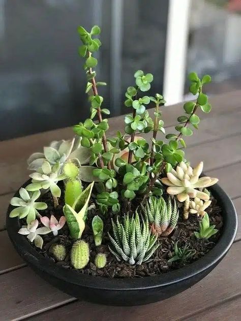 15 Mesmerizing Cactus and Succulent Dish Garden Ideas Large Potted Succulents Outdoor, Garden Dish Ideas, Succulent Pot Garden, Garden Succulents Ideas, Succulent Basket Ideas, Multi Plants In One Pot, Succulant Planting Ideas Garden, Plant Succulents In Containers, Succulent Arrangements Indoor