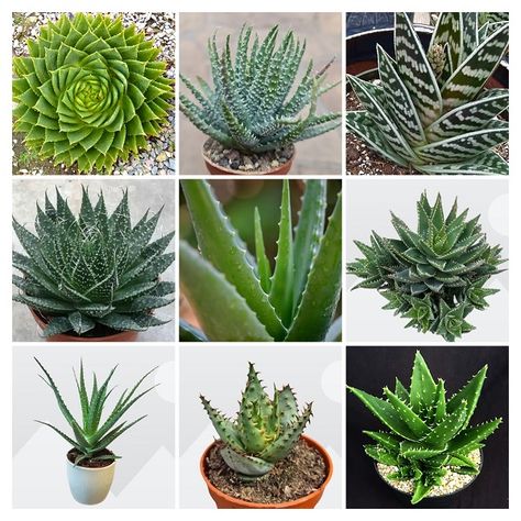 15 Types of Aloe Succulent Plants with Names and Pictures Names Of Succulent Plants, Succulents Names And Pictures, Types Of Succulents With Pictures, Types Of Aloe Vera Plants, Types Of Aloe Plants, Plants With Names, Aloe Plant Care, Aloe Succulent, Different Types Of Succulents