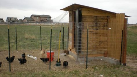 Chicken Run With T Posts, Chicken Run Gate, T Post Chicken Run, Chicken Run Fence, Chicken Run Fencing, Chicken Fence Ideas Diy, T Post Fence Ideas, Chicken Run Extension, Chicken Run Ideas Diy