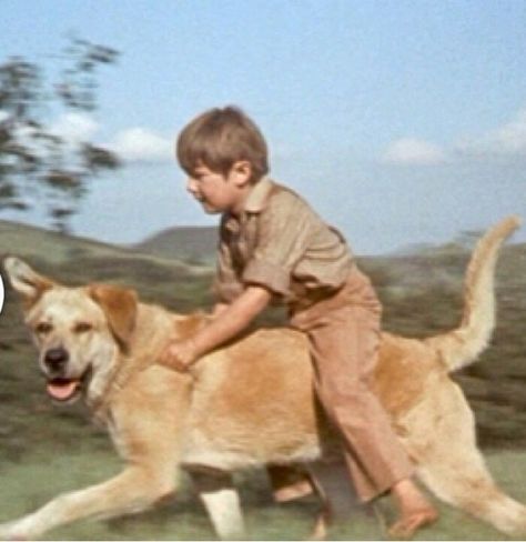 1957 Old Yeller "Best doggone dog in the West" I've avoided watching this again for years...I sob like a baby every time I see it. .. Old Yeller Movie, Old Yeller, Disney Presents, Film Buff, Old Disney, Tv Entertainment, Classic Tv, Disney Pictures, Disney Movies