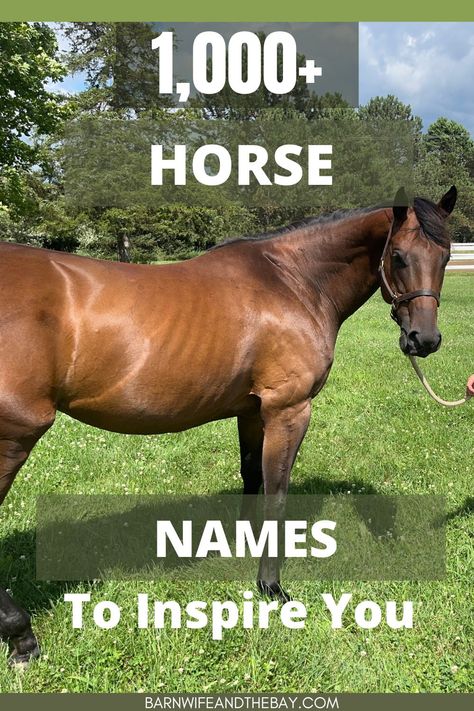 bay horse. text reads "1,000 horse names" Horse Names List, Unique Horse Names, Names For Horses, Horse Name Ideas, Horse Ownership, Different Horse Breeds, List Of Names, Names Boy, Horse Care Tips