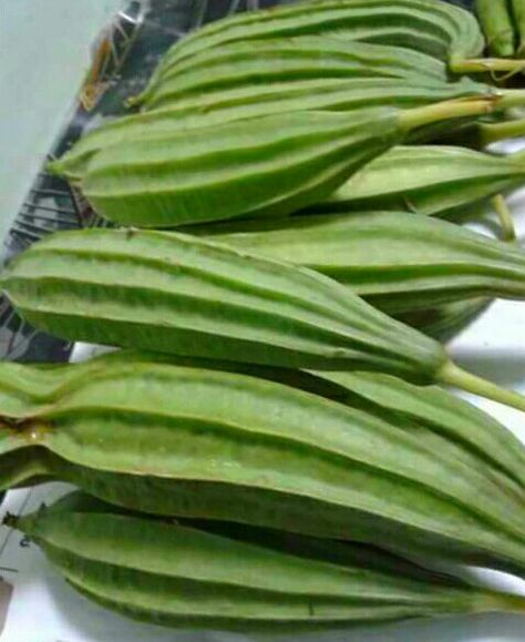 Patola/ Luffa/ Ridge Gourd Massive Garden, Ridge Gourd, Gourds, Plant Leaves, Plants