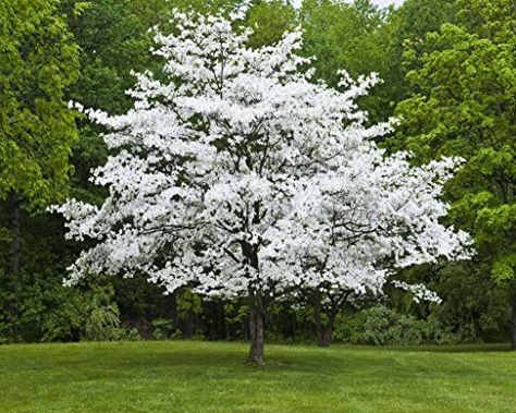 Dogwood Tree, Backyard Trees, Central Otago, Dogwood Trees, Garden Wallpaper, Blooming Trees, Moon Garden, Ornamental Trees, White Gardens